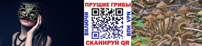 Псилоцибиновые грибы Psilocybine cubensis  Тюмень 